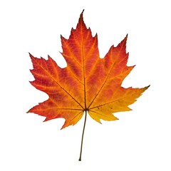 Fototapeta premium Isolated image of a vibrant maple leaf showing autumn colors on a white background in studio shot style