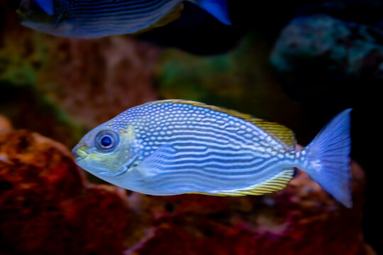 Java Spinefoot