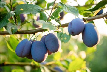 Ripe blue plums on a branch in a sunny orchard