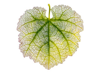 Delicate leaf vein structure isolated on black background botanical photography, Isolated On White Background, Png Transparent