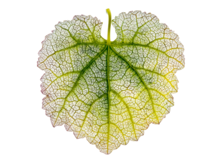 Delicate leaf vein structure isolated on black background botanical photography, Isolated On White Background, Png Transparent