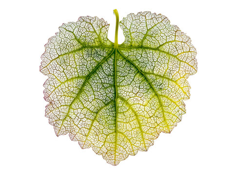 Delicate leaf vein structure isolated on black background botanical photography, Isolated On White Background, Png Transparent