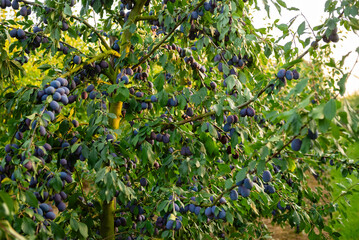 Rows of plum trees in a fruit orchard, heavy with ripe blue plums ready for harvest. Agricultural landscape in late summer with healthy organic fruit production.
