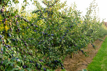 Rows of plum trees in a fruit orchard, heavy with ripe blue plums ready for harvest. Agricultural landscape in late summer with healthy organic fruit production.