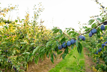 Branch with plums in a plum orchard at sunset