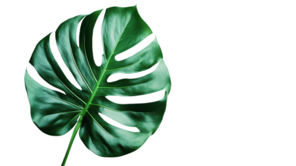 Monstera leaf showcases vibrant green color and distinctive holes, emphasizing its tropical allure and natural beauty