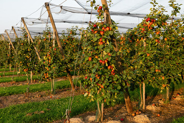 Apple orchard with protective netting during harvest season