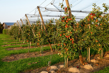 Apple orchard with protective netting during harvest season