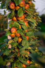 Apple orchard with apples on branches during harvest season