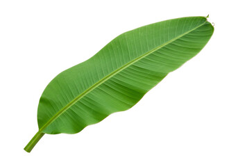 Obraz premium Isolated tropical banana leaf vivid green foliage overhead view