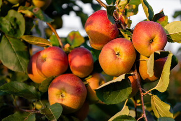 A group of ripe red apples on a branch, illuminated by the sun, with green leaves in the background.