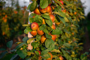 Apple orchard with apples on branches during harvest season