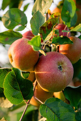 A group of ripe red apples on a branch, illuminated by the sun, with green leaves in the background.
