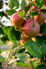 A group of ripe red apples on a branch, illuminated by the sun, with green leaves in the background.