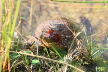 Erdkr&ouml;te mit Befall der Kr&ouml;tengoldfliege