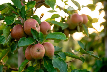 A group of ripe red and yellow apples on a branch, illuminated by the sun, with green leaves in the background.