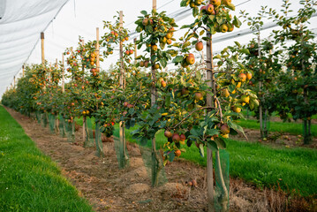 Apple orchard with apples on branches during harvest season