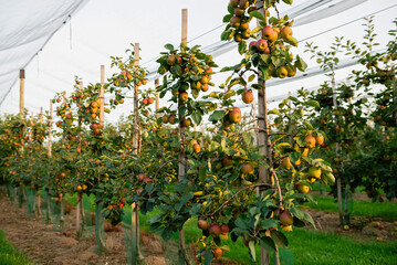 Apple orchard with apples on branches during harvest season