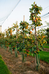 Apple orchard with apples on branches during harvest season