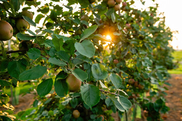 Apple orchard with apples on branches during harvest season