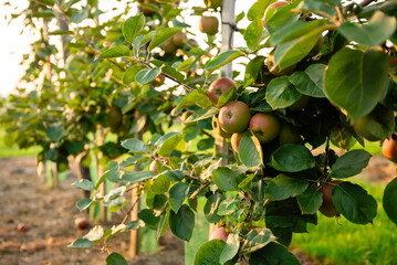Apple orchard with apples on branches during harvest season
