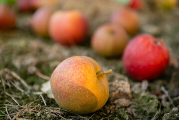 Fallen apples lie on the ground under a tree, representing the end of the harvest season