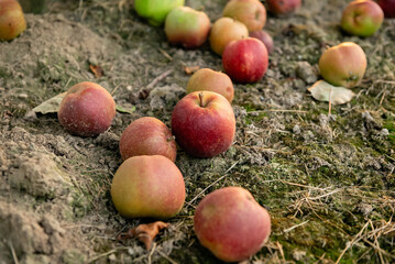 Fallen apples lie on the ground under a tree, representing the end of the harvest season