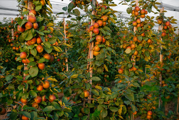 Apple orchard with apples on branches during harvest season