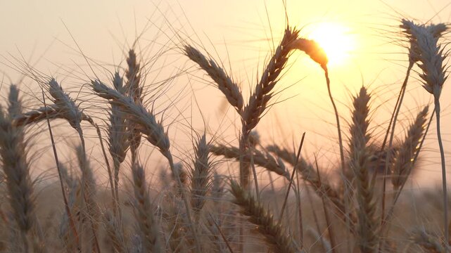 wheat field in sunset