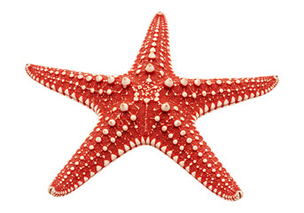 Red starfish isolated against transparent background showing sea life marine animal pattern and radial symmetry