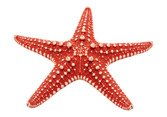Red starfish isolated against transparent background showing sea life marine animal pattern and radial symmetry