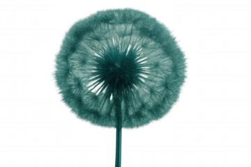 Turquoise dandelion seed head on transparent background, symbolizing hope, dreams, and the beauty of nature