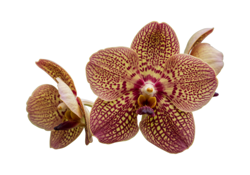 Orchid flower close up delicate pattern and isolated beauty