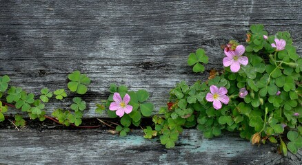 photograph shows pink flowers growing on the wooden surface of an old gray wall, surrounded by green clover leaves
