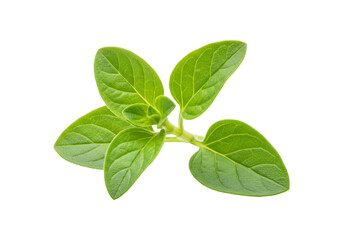 Fresh oregano sprig macro isolated on transparent background for food and culinary use
