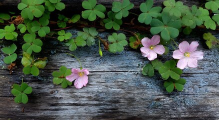 photograph shows pink flowers growing on the wooden surface of an old gray wall, surrounded by green clover leaves