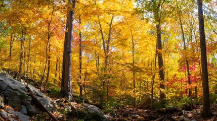 Obraz premium Autumn foliage ablaze in a sunlit woodland.