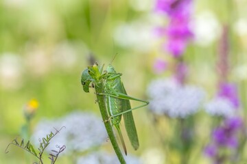 Grünes Heupferd in der Sommerwiese mit Blumen