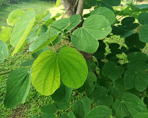 green leaves on a tree