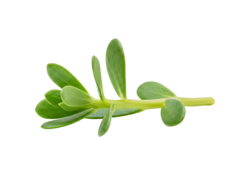 Purslane herb fresh green plant isolated on transparent healthy food ingredient natural medicine