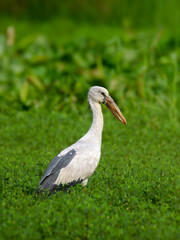 stork in the grass