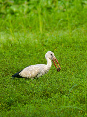 Fototapeta premium Asian openbill 