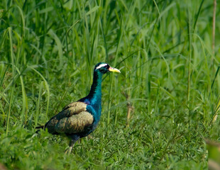 Bronze-winged Jacana