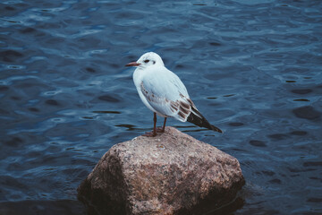 A seagull stands on a rock in front of the water.