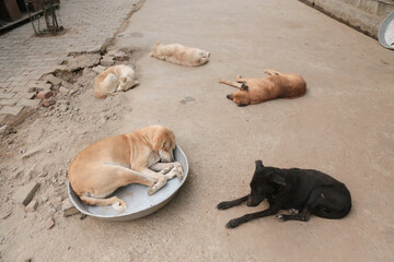 stray dogs in shelter.