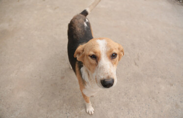stray dogs in shelter.