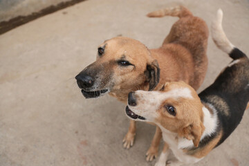 stray dogs in shelter.