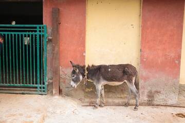 Stray donkey in shelter 
