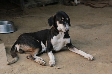 stray dogs in shelter.