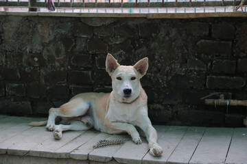 stray dogs in shelter.